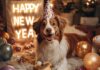 Tierisch witzig: Hunde und ihre Silvestergewohnheiten – Neujahrsspaß auf vier Pfoten! Hund Happy New Year