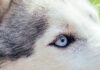 Husky Detailaufnahme