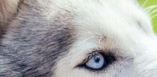 Husky Detailaufnahme