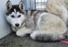 Husky im Tierheim Murtal