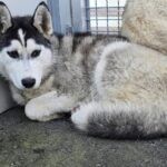 Husky im Tierheim Murtal
