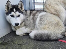 Husky im Tierheim Murtal