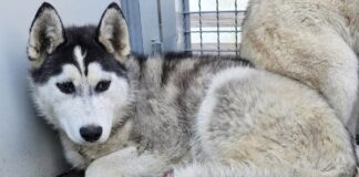Husky im Tierheim Murtal