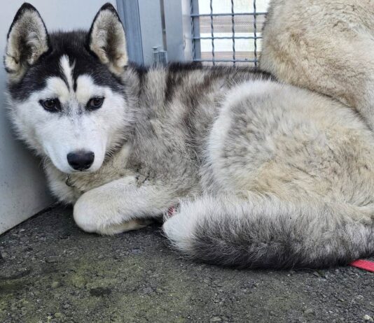 Husky im Tierheim Murtal