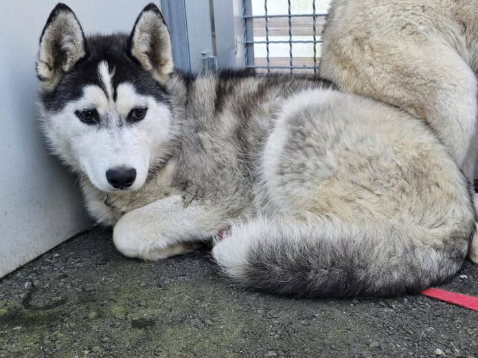 Husky im Tierheim Murtal