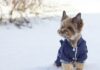 Yorkshire Terrier im Schnee