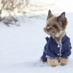 Spaziergang wird zur Tragödie – Zwei Yorkshire Terrier sterben nach Hundeattacke Yorkshire Terrier im Schnee