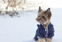 Spaziergang wird zur Tragödie – Zwei Yorkshire Terrier sterben nach Hundeattacke Yorkshire Terrier im Schnee