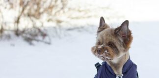 Spaziergang wird zur Tragödie – Zwei Yorkshire Terrier sterben nach Hundeattacke Yorkshire Terrier im Schnee