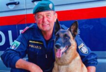 Vor dem Ruhestand: Polizeidiensthund spürt Abgängigen auf Polizeihund Max