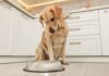 Die Rolle der Ernährung für Gesundheit und Lebensfreude bei Hunden Hund wartet auf Hundefutter