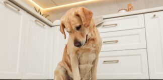 Die Rolle der Ernährung für Gesundheit und Lebensfreude bei Hunden Hund wartet auf Hundefutter