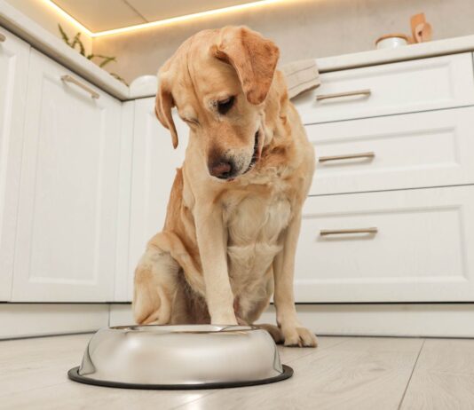 Die Rolle der Ernährung für Gesundheit und Lebensfreude bei Hunden Hund wartet auf Hundefutter