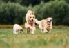 Sachkundenachweis für Hundehalter in Österreich: Das gilt ab Juli 2026 Hundefamilie