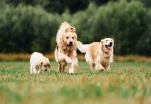 Sachkundenachweis für Hundehalter in Österreich: Das gilt ab Juli 2026 Hundefamilie