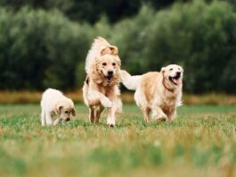 Sachkundenachweis für Hundehalter in Österreich: Das gilt ab Juli 2026 Hundefamilie
