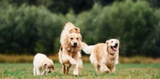 Sachkundenachweis für Hundehalter in Österreich: Das gilt ab Juli 2026 Hundefamilie
