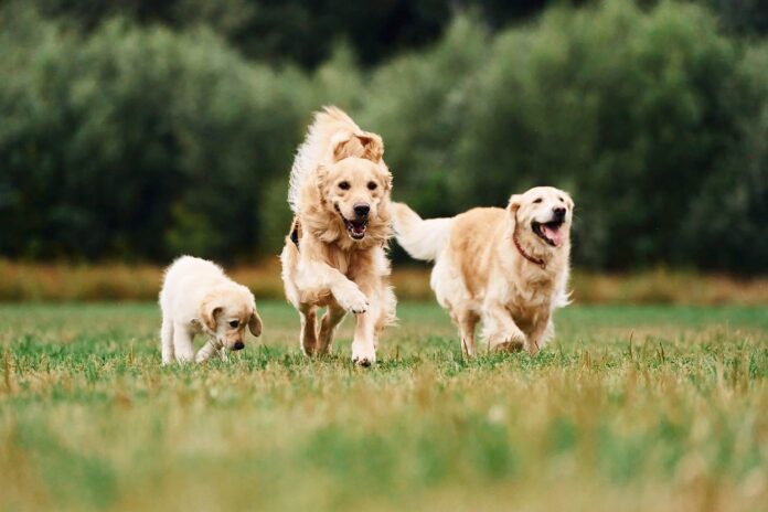 Hundefamilie Hundefamilie