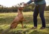 Hundetrainerin zum Sachkundenachweis: Gute Idee, schwieriger Start Hundetraining Sachkundenachweis