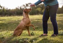 Hundetrainerin zum Sachkundenachweis: Gute Idee, schwieriger Start Hundetraining Sachkundenachweis