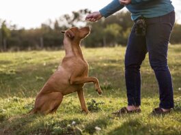 Hundetraining Sachkundenachweis