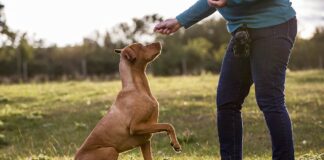 Hundetrainerin zum Sachkundenachweis: Gute Idee, schwieriger Start Hundetraining Sachkundenachweis