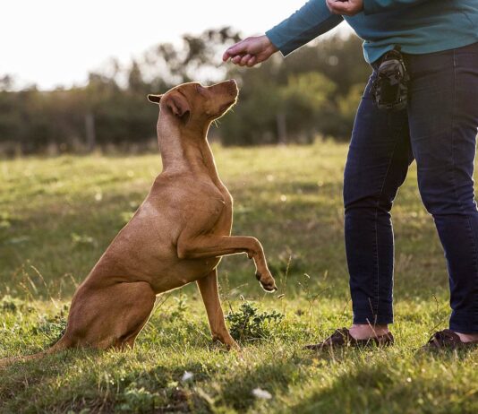 Hundetrainerin zum Sachkundenachweis: Gute Idee, schwieriger Start Hundetraining Sachkundenachweis