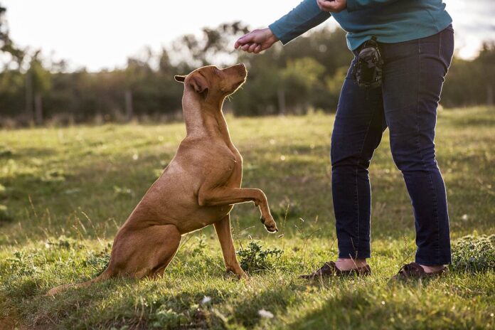 Hundetraining Sachkundenachweis Hundetraining Sachkundenachweis
